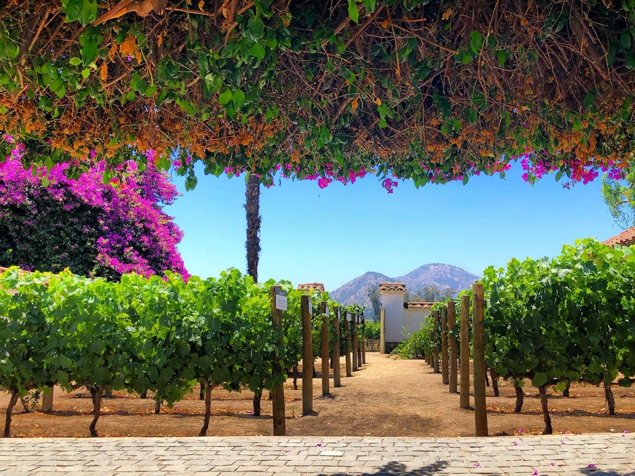 Maipo Valley
