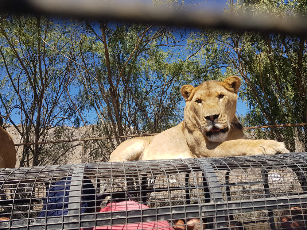 safari tours