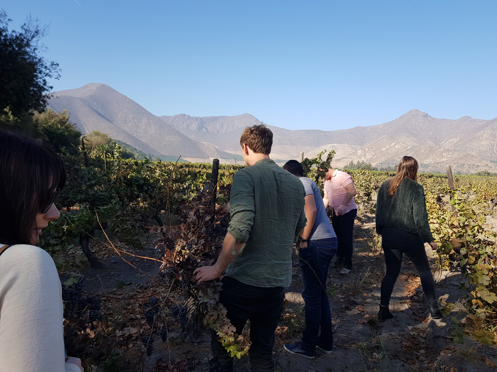 people in vineyard
