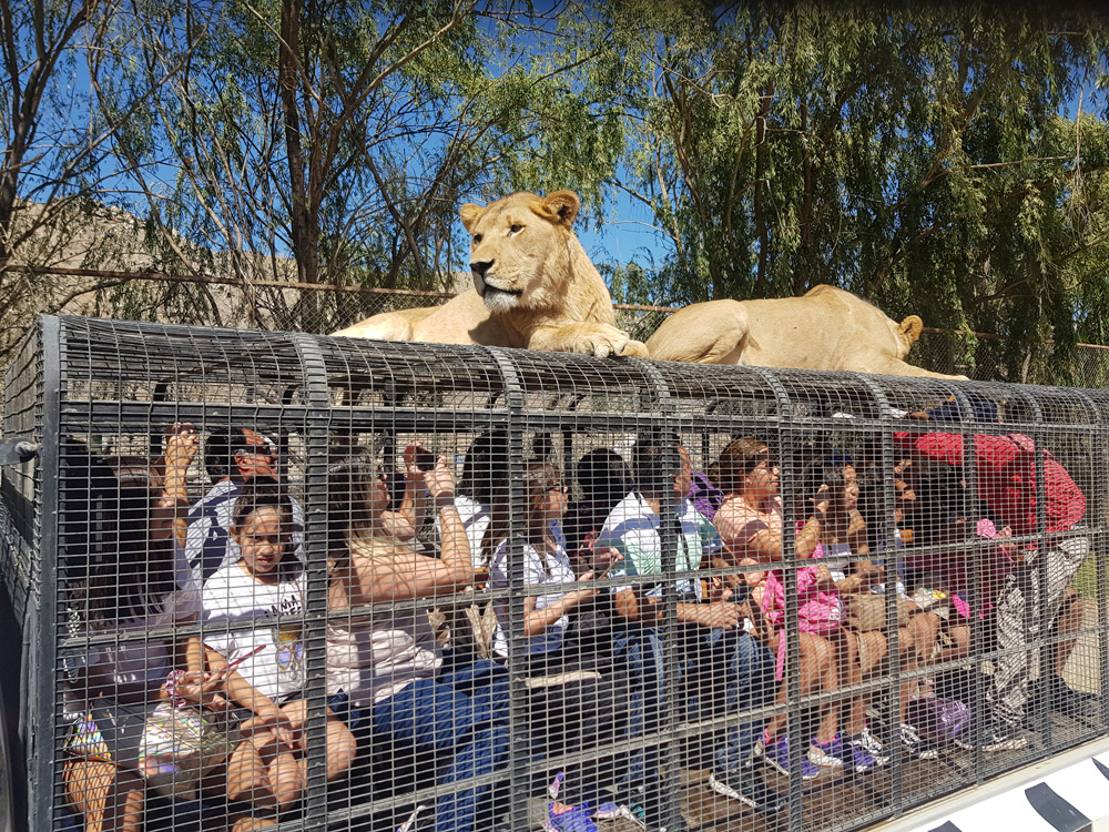 lions