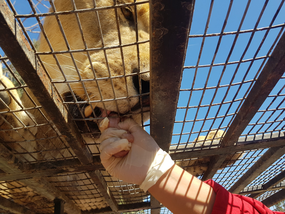 lion feeding