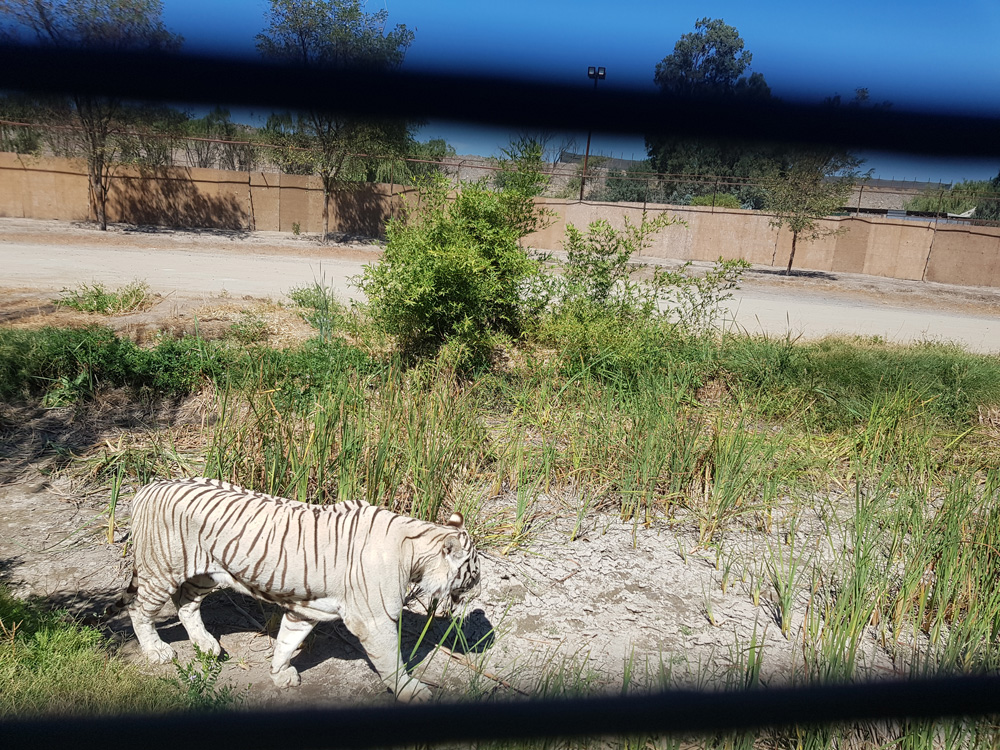 white tiger